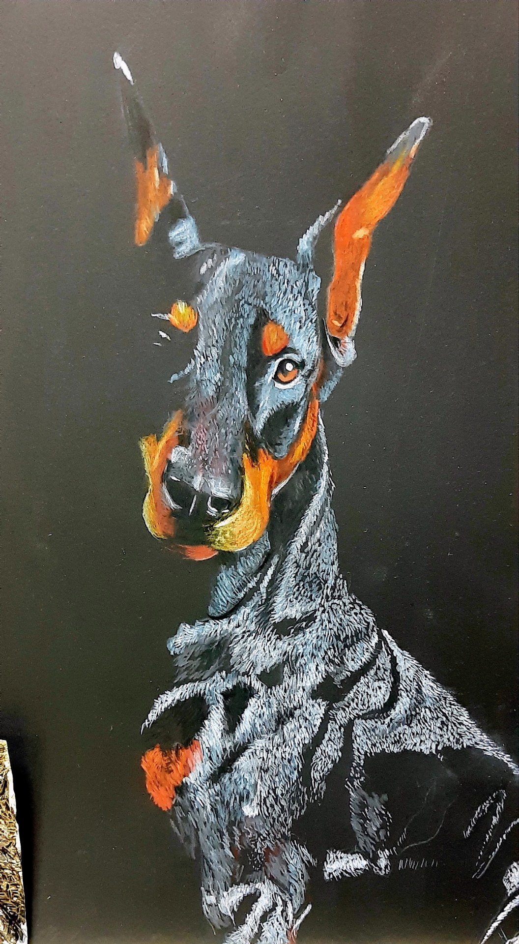 Lucky / Doberman portre 